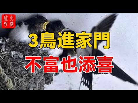 小鳥築巢 風水|【家中有鳥築巢】鳥築巢兆頭！家中有鳥築巢的風水好運